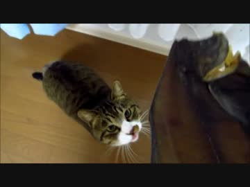 むしりカレイを作る