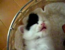 Babyコナン