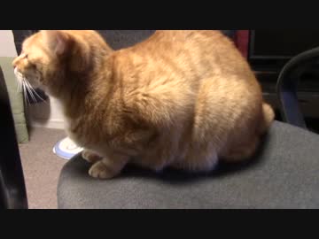 拾いねこ＠生後934/901日目　横から見ると丸いよネー