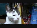 【生後279日】きょうの仔猫【蒼民家の猫々】
