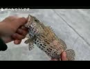 2015-01-23 大五郎の魚釣り【沖縄県 久米島の漁港から】