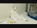 【宇宙猫】保護猫、闘いに疲れて猫を休む