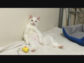 【宇宙猫】保護猫、闘いに疲れて猫を休む