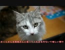 【#306】 遊んだり　【猫万歳】