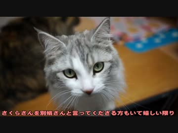 【#306】 遊んだり　【猫万歳】