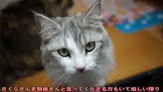 【#306】 遊んだり　【猫万歳】