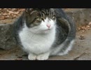 公園の猫たちの紹介