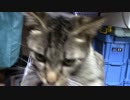 【生後280日】きょうの仔猫【蒼民家の猫々】
