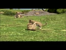 歳の離れた兄弟で 『AFRIKA』 実況プレイPart27