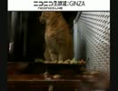 濡れたコロッケＡＶ1/23