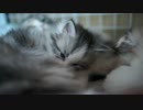 【#307】 子猫の時　【猫万歳】