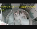 猫のドア登り
