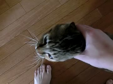 逃げるおっさんと離れたくない子猫　【 保護猫みーちゃん 】