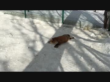 あざといキツネ