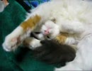 【バカ猫】モフモフ癒し(？)系【うにゃー（ごん太子）１】
