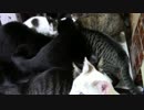 こんしゅうのおやつ【蒼民家の猫々】