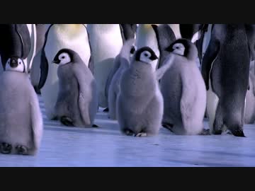 滑ってコケちゃう世界中のペンギン詰め合わせ