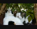 親子猫の寝床に寄ってみた。