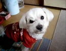後ろ足抜けちゃうの。。。 A hind leg fell out .wmv