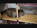 【#308】 カリカリカリ　【猫万歳】