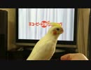 オカメインコ キューピーでノリノリ