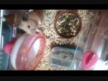 本能的な恐怖を感じ脱走を試みるたれぞう妹のハムちゃん.mp4