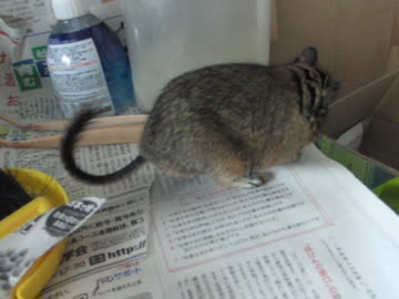 ケージと、巣箱に新聞紙をせっせと運ぶデグー