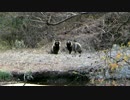 【鳥さんぽ】1月の野鳥調査【冬の透明な空気感】