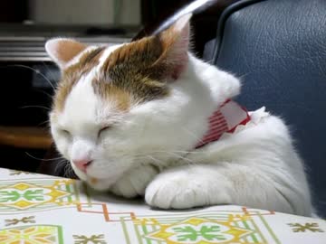 ねむい猫・いちごちゃん