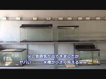 【水槽台購入】水槽１０本設置してみた・その１