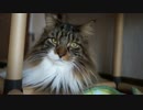 【#309】 猫の体重　【猫万歳】