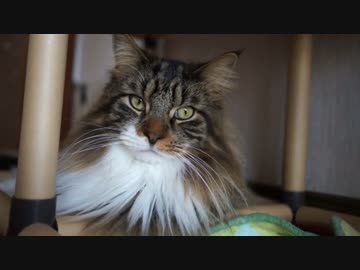 【#309】 猫の体重　【猫万歳】