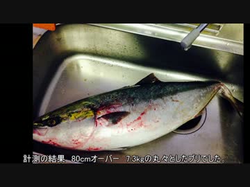 【日本海】ブリ釣ってみた【キャスティング】