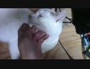 【生後283日】きょうの仔猫【蒼民家の猫々】