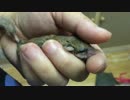 【動画/アフリカヤマネ】とろとろ手乗り ヤマネ