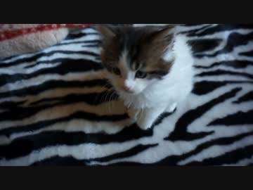 【#310】 パンチ時々遊ぶ　【猫万歳】