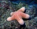 【海の妖精】カワテブクロ思った以上にUC