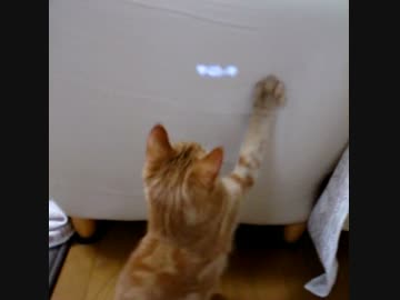 かわいい猫の眼科検査
