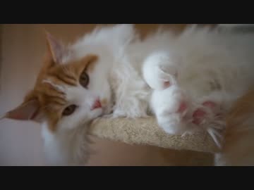 【#311】 ニャンモックに登れない　【猫万歳】