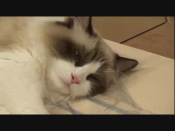 ラグドールのレオ　Vol60 よく遊び、よく寝る猫