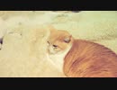 我が家の2匹のねこたち