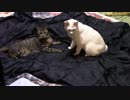 【生後285日】きょうの仔猫【蒼民家の猫々】