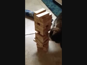 (=^・^=)　ジェンガをやっちゃうネコ　(=^・^=)