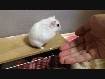 ハムスターの脱出(人力)
