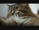 【#312】 今日も可愛い　【猫万歳】