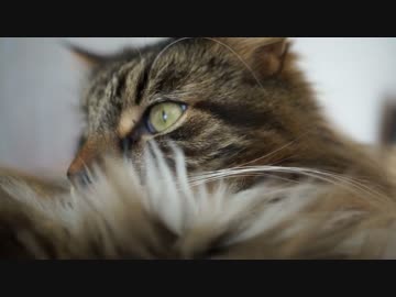 【#312】 今日も可愛い　【猫万歳】