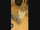 ナノおかえりをしてくれるの巻
