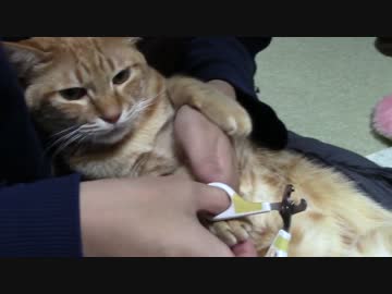 拾いねこ＠生後941/908日目　爪切りアコツキ