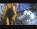 【生後286日】きょうの仔猫【蒼民家の猫々】