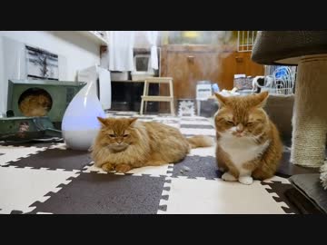 【マンチカンズ】霧の中のマンチカン一家